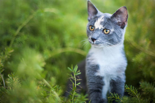 Kali in the Grasses