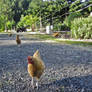 Chickens on the farm