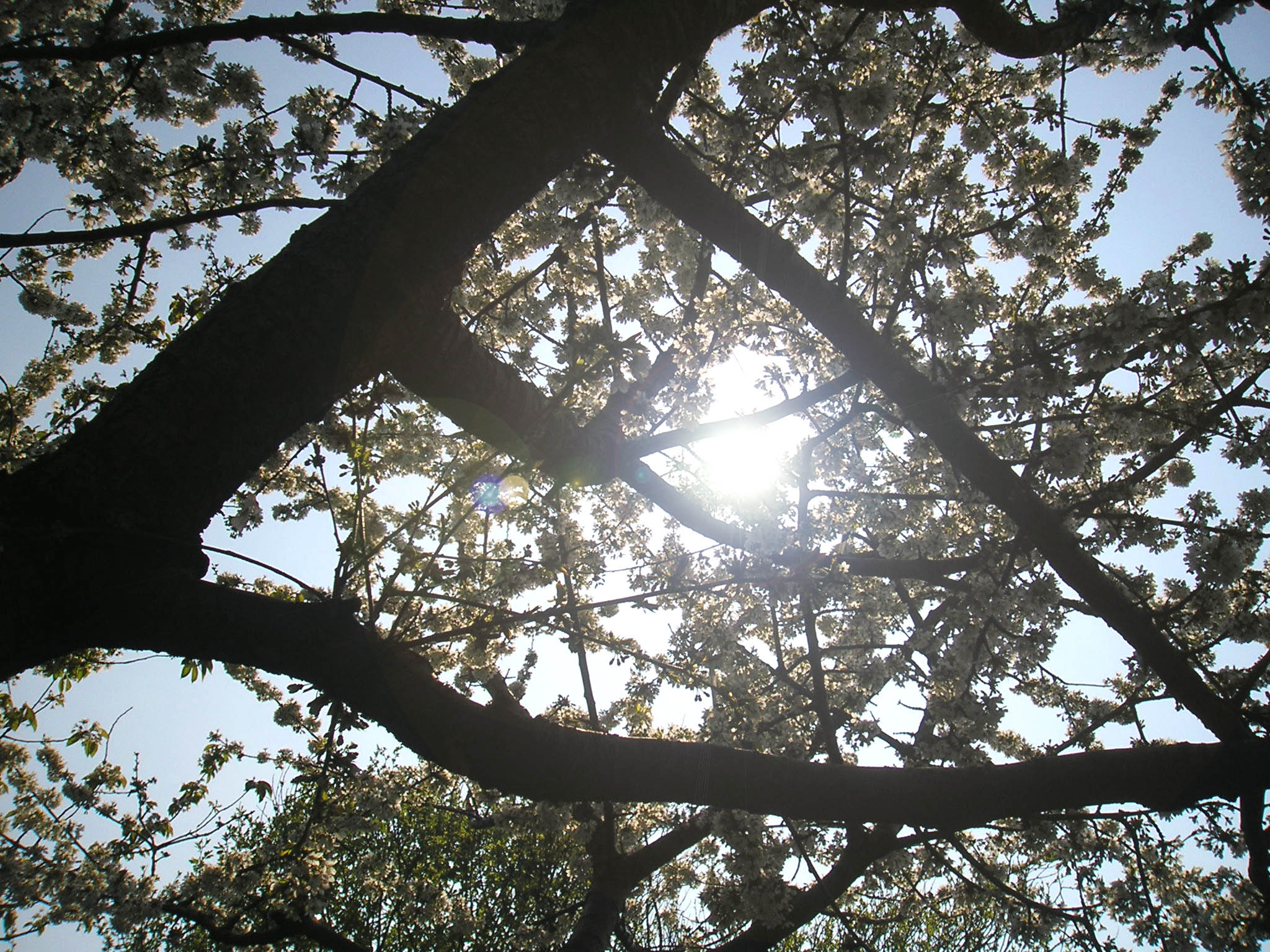 The sun through the blossoms