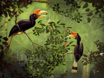 Enggang Gading aka Hornbill