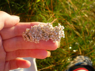 Yarrow in my hand