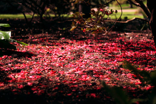 Red Floor