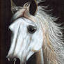 Horse portrait updated