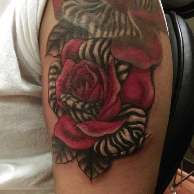 Zebra rose