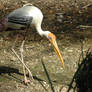 Painted Stork