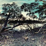 Mangrove Forest Panorama