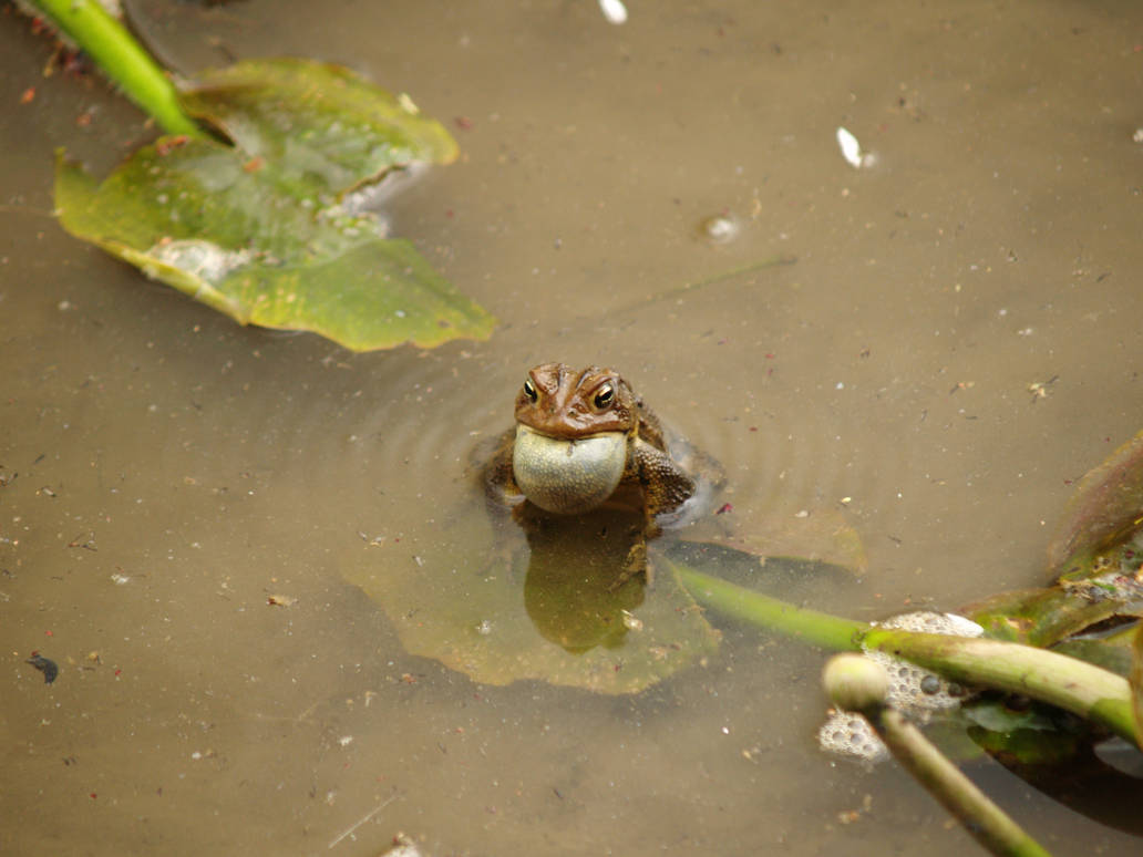 American Toad Throat Puff by Krodys on DeviantArt