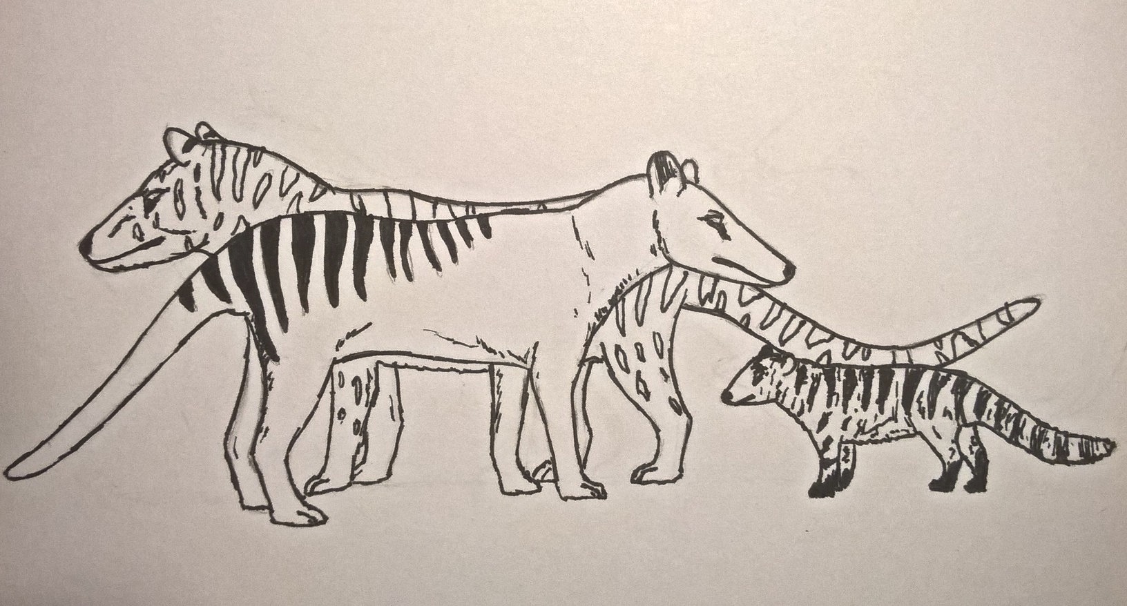 Inktober: Thylacines