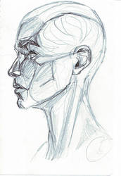 head anatomy sketch