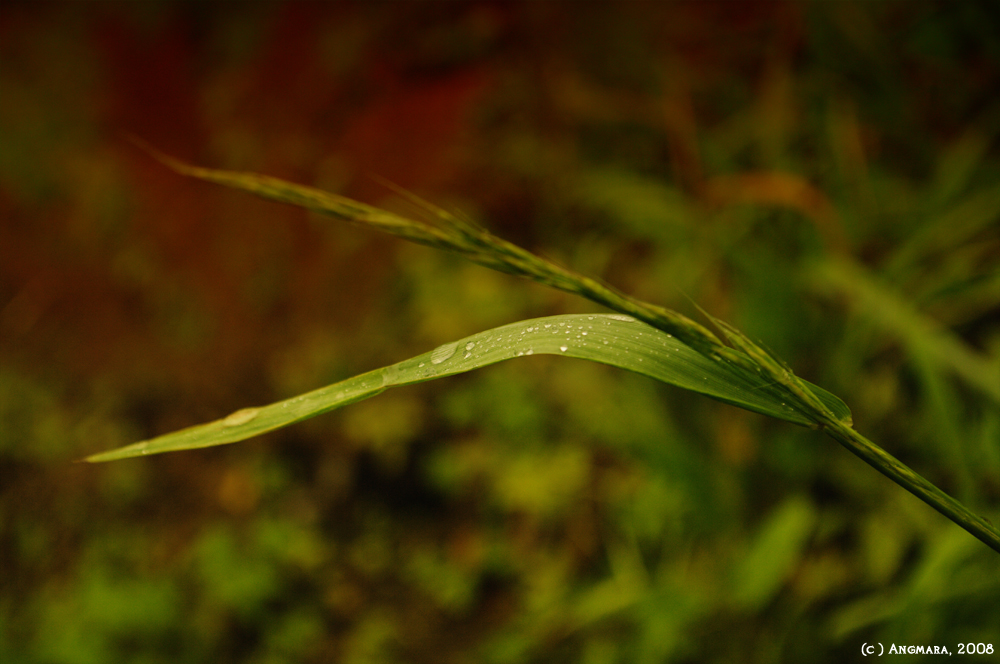 Autumn's cry