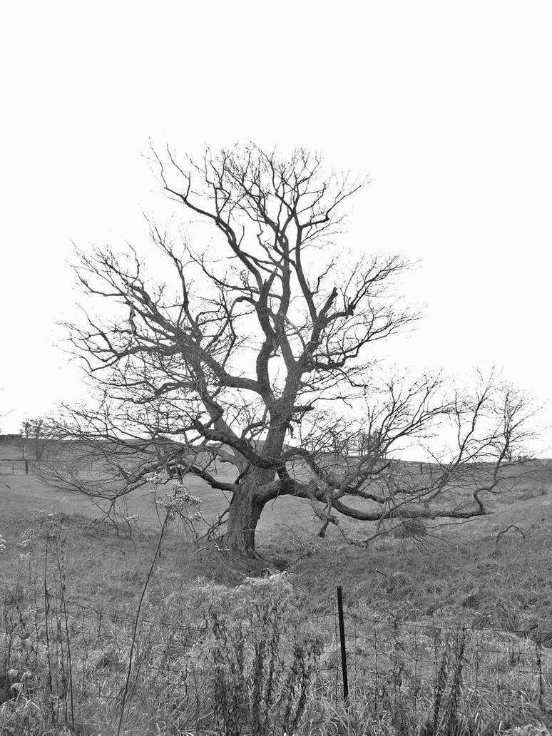 S.S. Tree - 3 by shudder-stock on DeviantArt