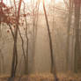 S.S. Foggy Scene - 7