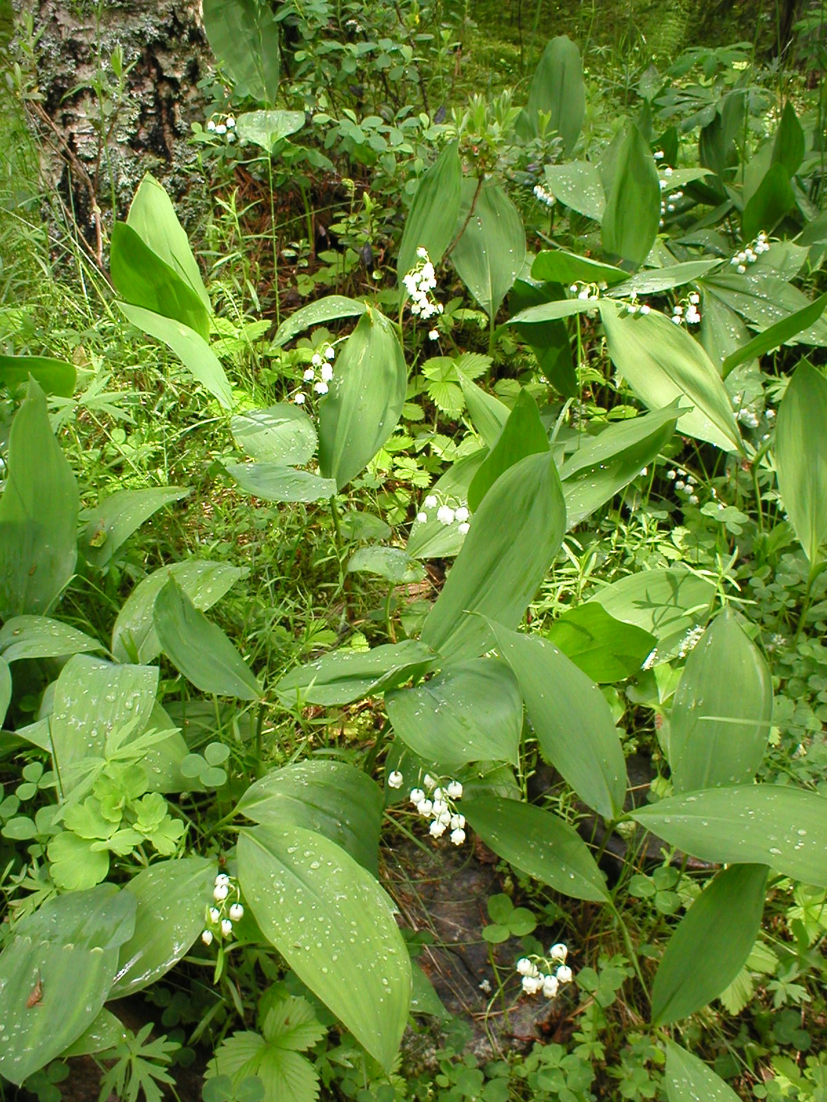 lily of the valley