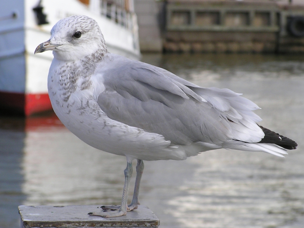 gull and old boat