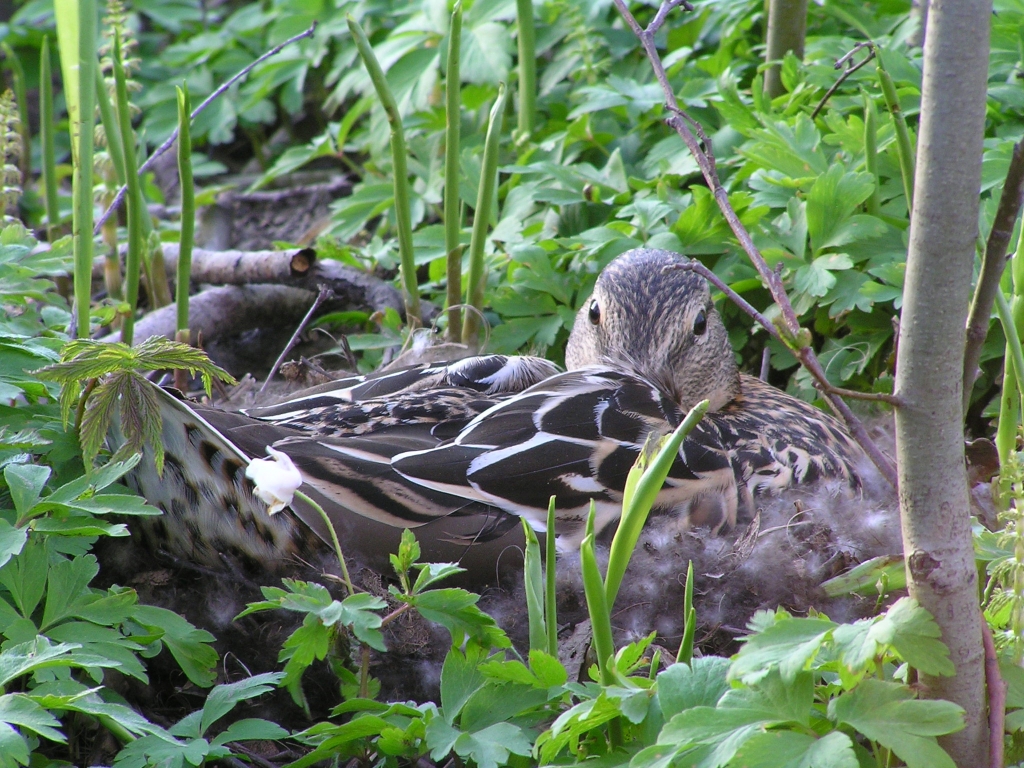 mallard's nest II