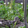 mallard's nest III