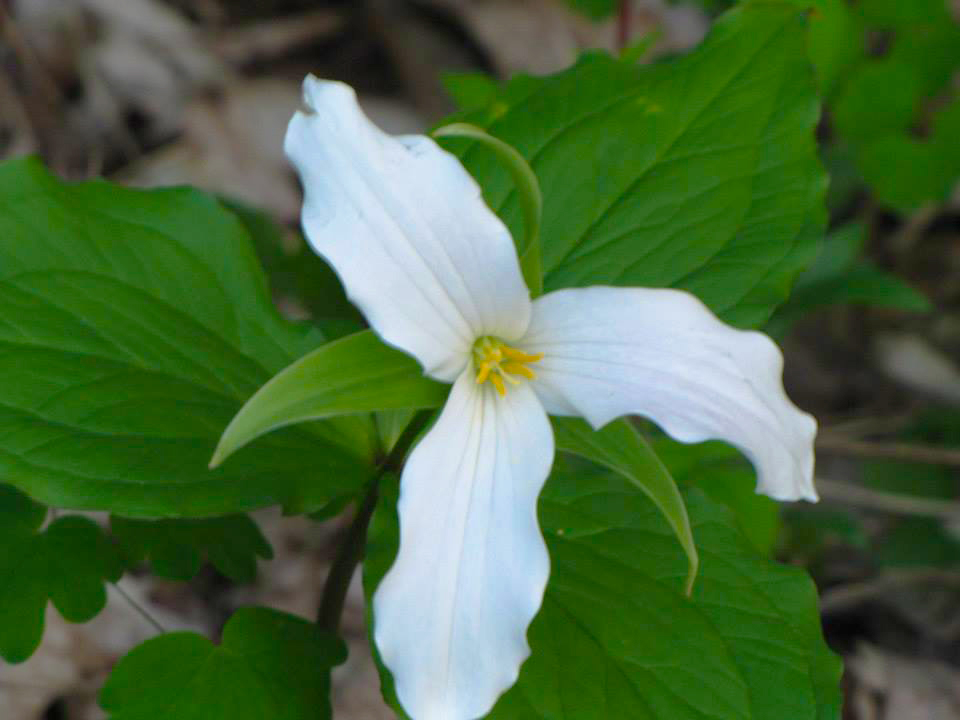 A White Flower