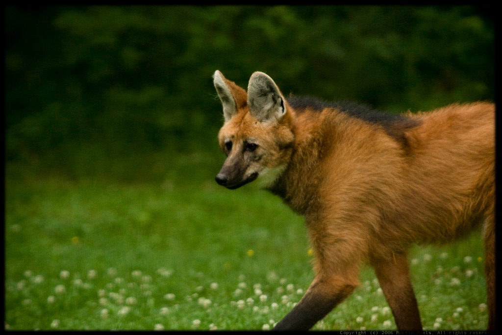 Maned Wolf Portrait