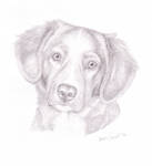 Toller pup by Cutewolf