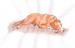 Sleeping Toller by Cutewolf