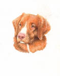 Felix in pastel by Cutewolf