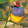 Gouldian Finch Watercolor