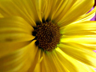 Yellow Daisy