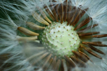 sleeping dandelion