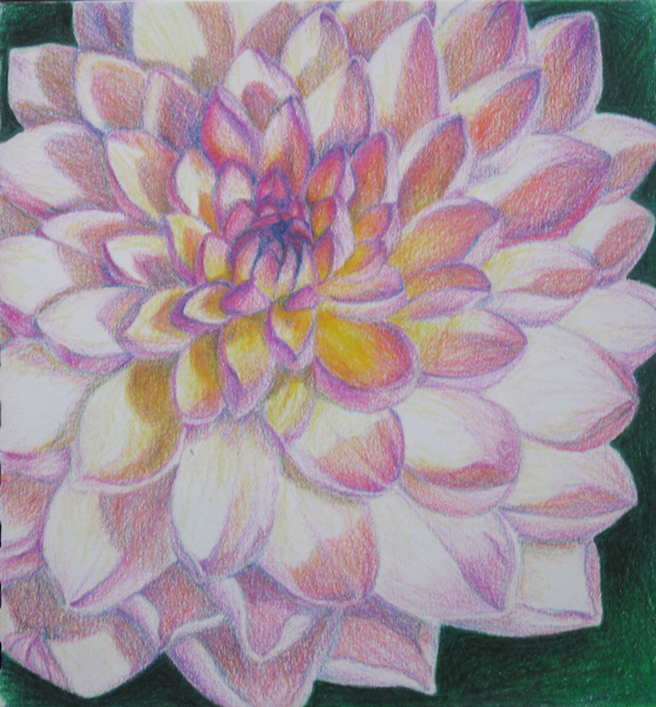 Coloursoft Dahlia