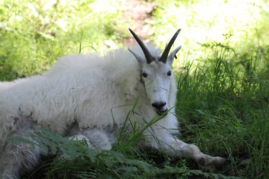 Mountain Goat Stare Down