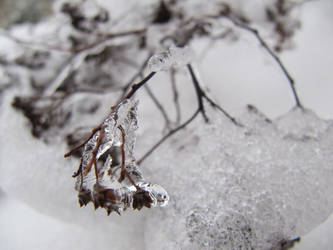 plant in ice 3.