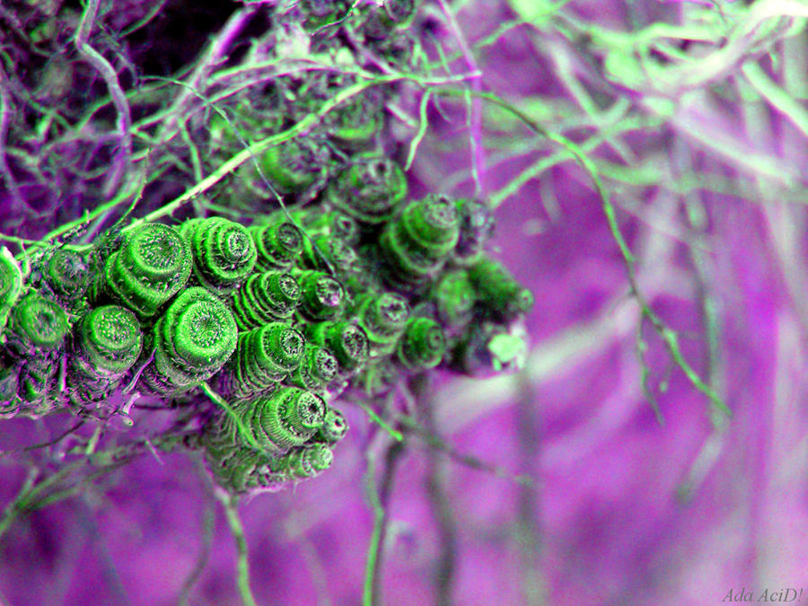 Photography on Alienic-Hybrids - DeviantArt