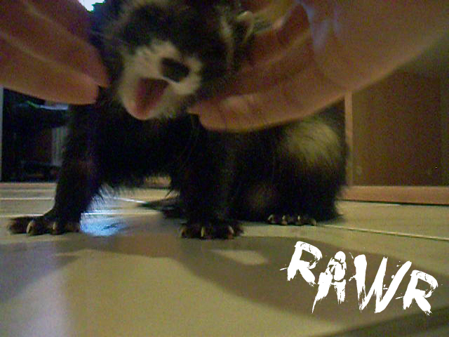 Rawr Ferret