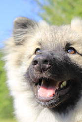 Keeshond Chester