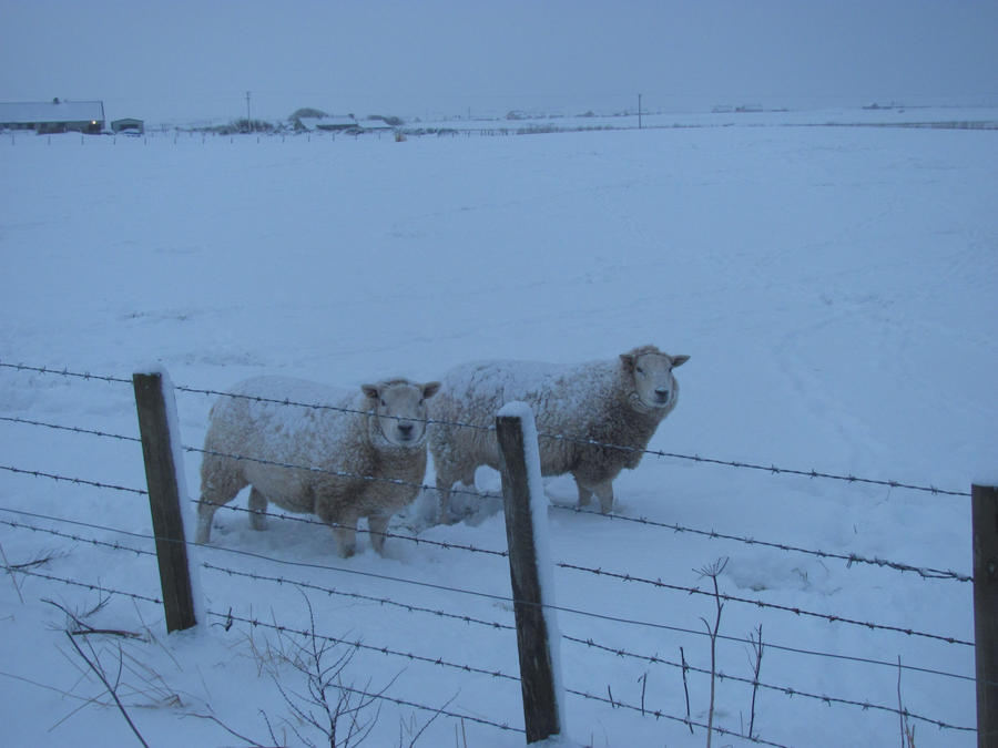 Sheep and Snow in Scotland