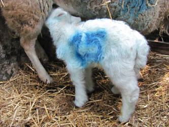 Nursing Lamb, Scotland