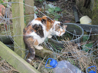 Wild Barn Cat, Scotland