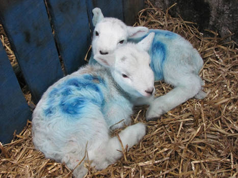 Little Lambs, Scotland