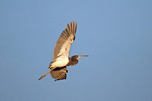 Tricolored Heron