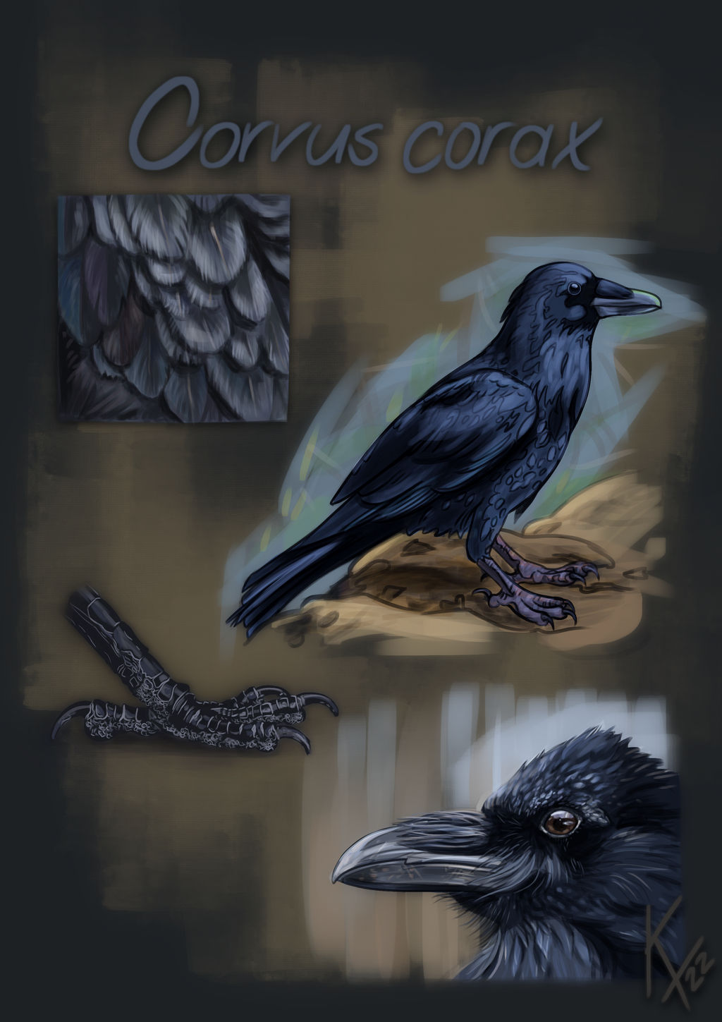 Raven Study by Kisatrix on DeviantArt
