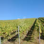 Vineyards2