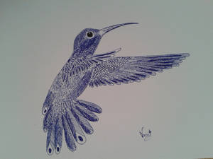 Hummingbird 