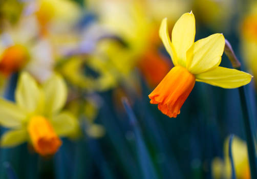 Amongst the Daffodils