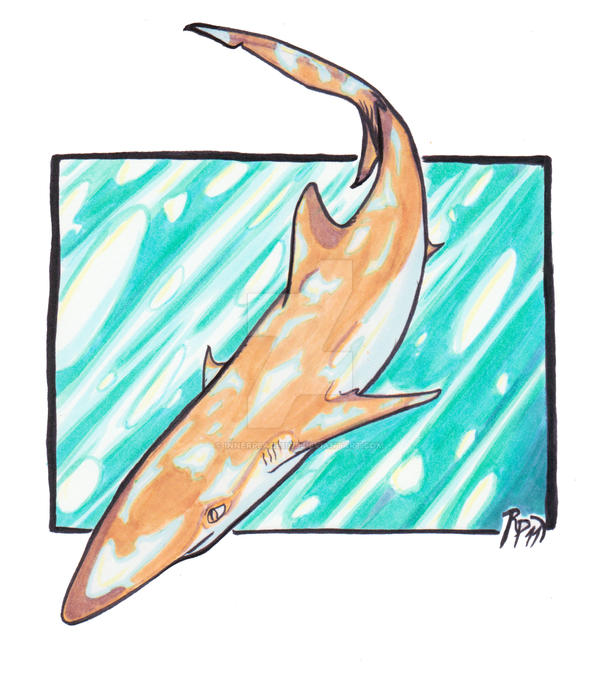 PacificSharpNoseShark