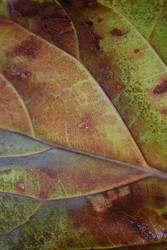 Leaf Texture