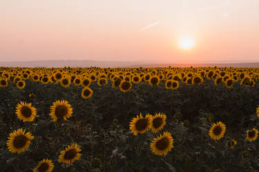 Sun flowers