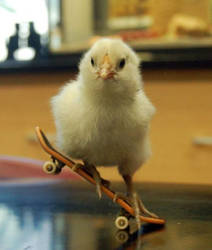 Sk8ter Chick