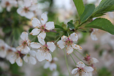 Apricot Flowers (stock)