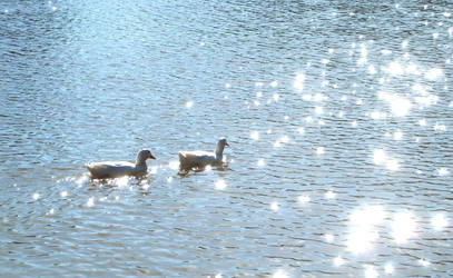 Figures of the Water