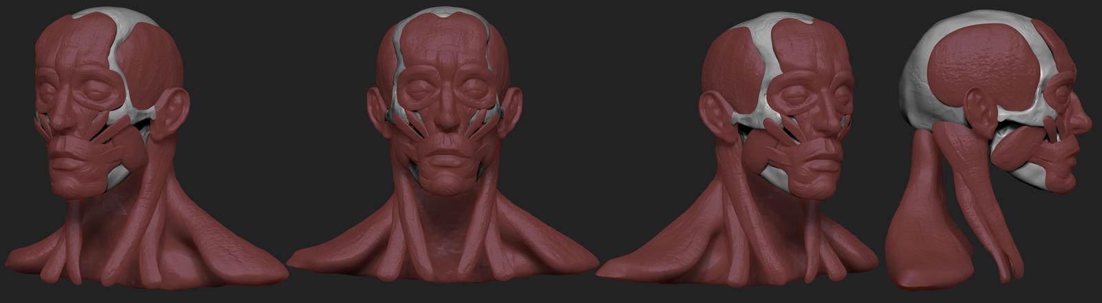 Muscleface Overlay Face Muscles by glubglubz on DeviantArt